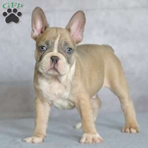 Lucky, French Bulldog Puppy